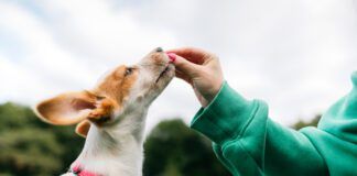 Beyond The Back Yard Book from Whole Dog Journal