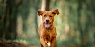 Complete Healthy Dog Handbook Book from Whole Dog Journal