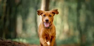 Complete Healthy Dog Handbook Book from Whole Dog Journal
