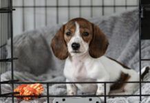 Crate Training Made Easy eBook from Whole Dog Journal