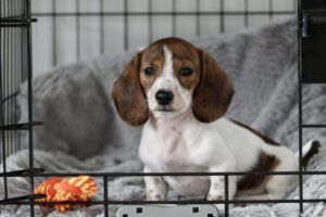 Crate Training Made Easy eBook from Whole Dog Journal