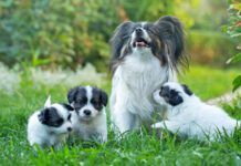 Little cute puppies papillon on green grass