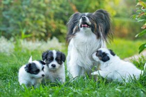 Little cute puppies papillon on green grass