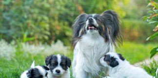 Little cute puppies papillon on green grass