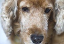 Old english cocker spaniels dog, close-up