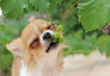 portrait of a cute purebred puppy chihuahua eating fruit