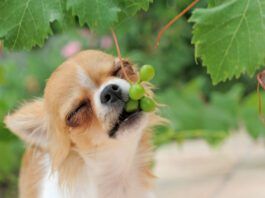 portrait of a cute purebred puppy chihuahua eating fruit