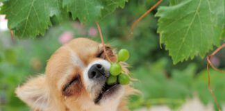 portrait of a cute purebred puppy chihuahua eating fruit