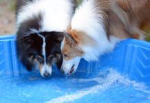 Communal water bowls are one the most common ways for dog papillomas to spread.