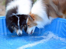 Communal water bowls are one the most common ways for dog papillomas to spread.
