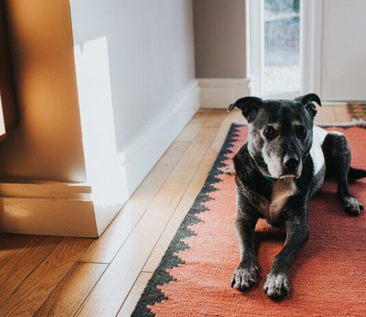 A velcro dog is one that constantly demands attention. Some breeds are famous for this but it can be a sign of separation anxiety.