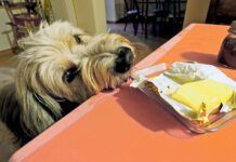 Sheepdog sniffing butter on kitchen table