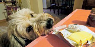 Sheepdog sniffing butter on kitchen table