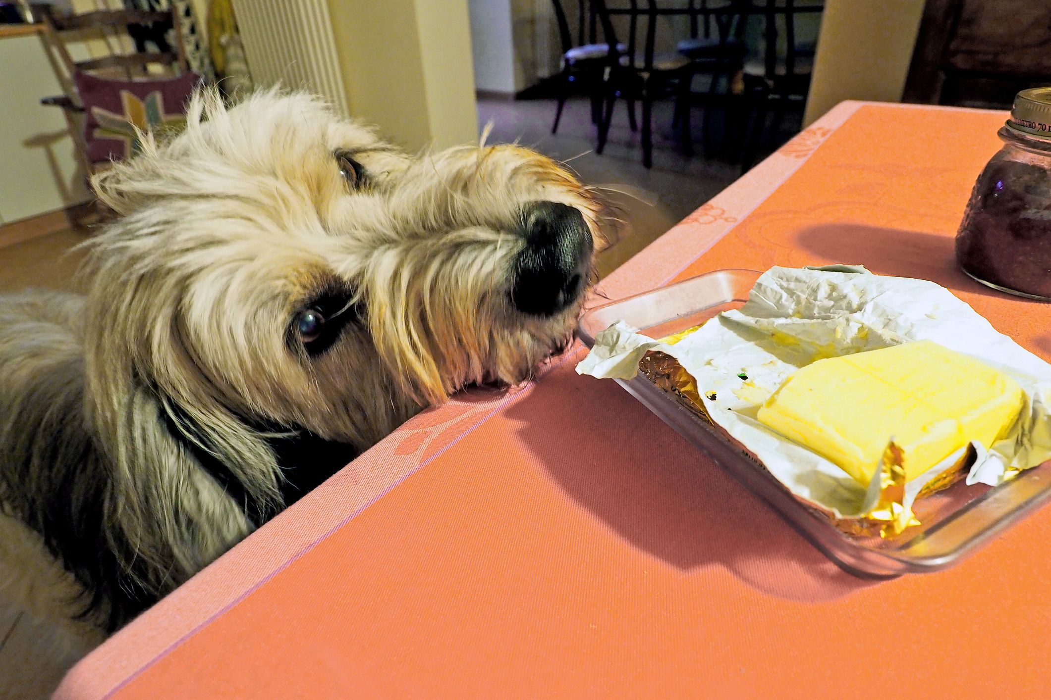 Dogs and butter hotsell