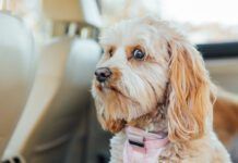 Worried dog face, nervous dog in car, scared dog in backseat of car. Conceptual image for anxiety, worry, and nervous traveler. Purebred dog is a Cavapoo, small dog breed poodle mix. Dog in backseat of care, anxiously waiting to be taken to the vet.