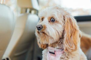 Worried dog face, nervous dog in car, scared dog in backseat of car. Conceptual image for anxiety, worry, and nervous traveler. Purebred dog is a Cavapoo, small dog breed poodle mix. Dog in backseat of care, anxiously waiting to be taken to the vet.