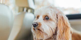 Worried dog face, nervous dog in car, scared dog in backseat of car. Conceptual image for anxiety, worry, and nervous traveler. Purebred dog is a Cavapoo, small dog breed poodle mix. Dog in backseat of care, anxiously waiting to be taken to the vet.