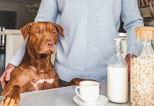 Adorable, pretty puppy and handsome man preparing a healthy breakfast. Closeup, indoors. Day light, studio photo. Concept of care pet and healthy, delicious food