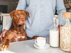 Adorable, pretty puppy and handsome man preparing a healthy breakfast. Closeup, indoors. Day light, studio photo. Concept of care pet and healthy, delicious food