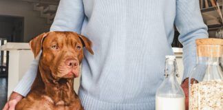 Adorable, pretty puppy and handsome man preparing a healthy breakfast. Closeup, indoors. Day light, studio photo. Concept of care pet and healthy, delicious food