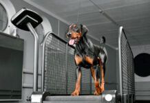 German pinscher running on special animal treadmill in dog fitness club