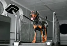 German pinscher running on special animal treadmill in dog fitness club