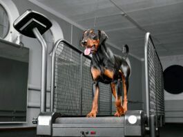 German pinscher running on special animal treadmill in dog fitness club