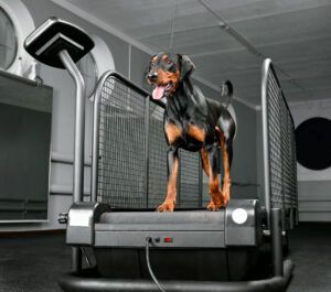 German pinscher running on special animal treadmill in dog fitness club