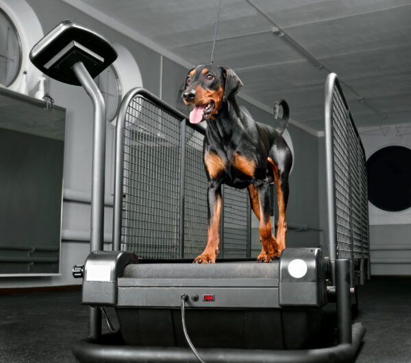 Dog Treadmill Choices Whole Dog Journal
