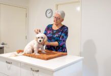 A mature woman is standing behind a bench with a dog sitting on a towel on the bench. She is grooming the dog.