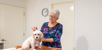 A mature woman is standing behind a bench with a dog sitting on a towel on the bench. She is grooming the dog.