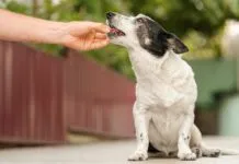 Man's hand giving cute small black and white dog medicine, pills for arthritis. The owner feeds the dog from his hand.