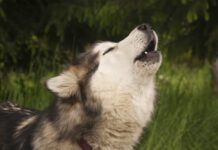 A husky howls in Alaska, United States, North America