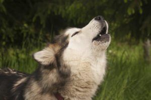 A husky howls in Alaska, United States, North America