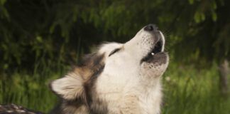 A husky howls in Alaska, United States, North America