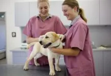 two female vets preparing a labrador retriever puppy for vaccination