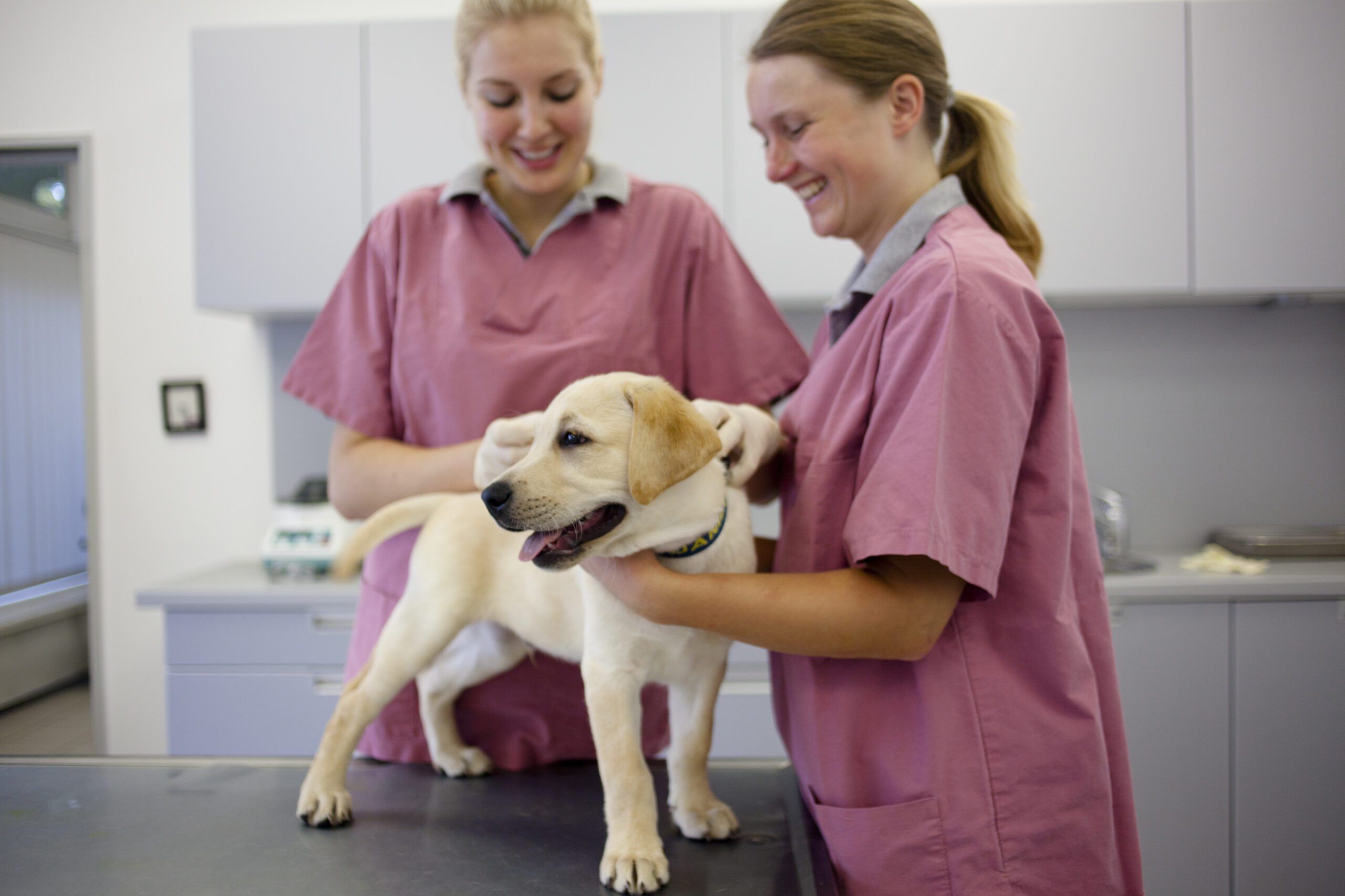 What is the Best Puppy Shot Schedule Whole Dog Journal