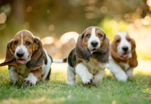 Purebred dogs like these basset hound pound puppies are bred to emphasize traits.