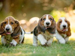 Purebred dogs like these basset hound pound puppies are bred to emphasize traits.