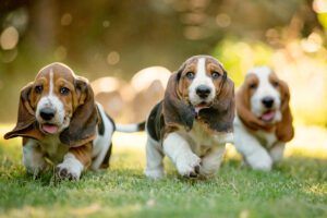 Purebred dogs like these basset hound pound puppies are bred to emphasize traits.