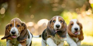 Purebred dogs like these basset hound pound puppies are bred to emphasize traits.