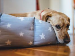 Small yellow dog laying down in his bed with star pattern