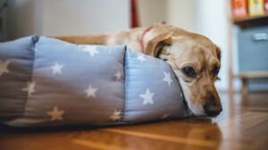 Small yellow dog laying down in his bed with star pattern