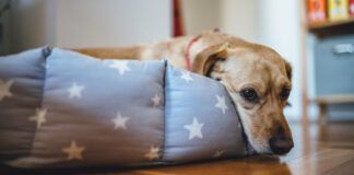 Small yellow dog laying down in his bed with star pattern