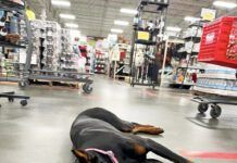 A doberman pinscher relaxing in a retail environment.