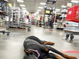 A doberman pinscher relaxing in a retail environment.