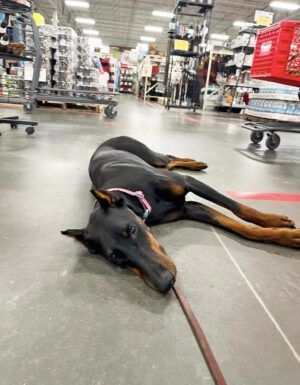 A doberman pinscher relaxing in a retail environment.