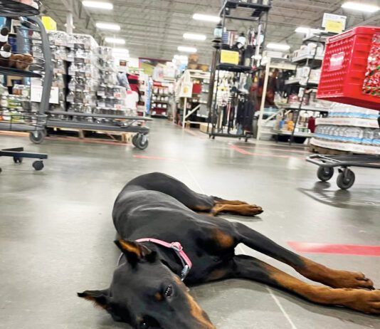 A doberman pinscher relaxing in a retail environment.