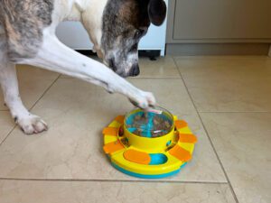 A dog places a paw on the top of a treat or food dispensing puzzle toy.