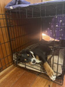 A puppy sleeps in a crate dimmed by a blanket over the top of it.